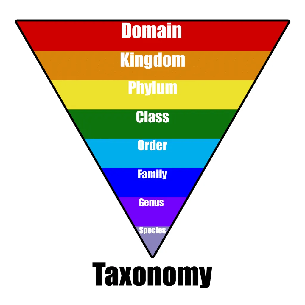 taxonomy là gì
